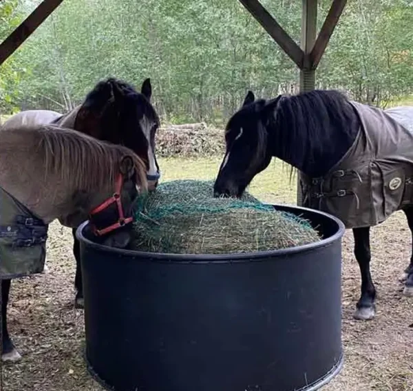 hästar som äter hö ur en grovfoderring från Profarma