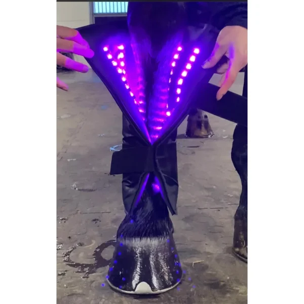 Hästben med en wrap med LED-ljus som lyser i violett
